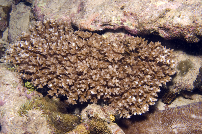 Acropora granulosa